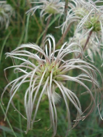 Clematis villosa subsp. stanleyi fruit, green and silvery